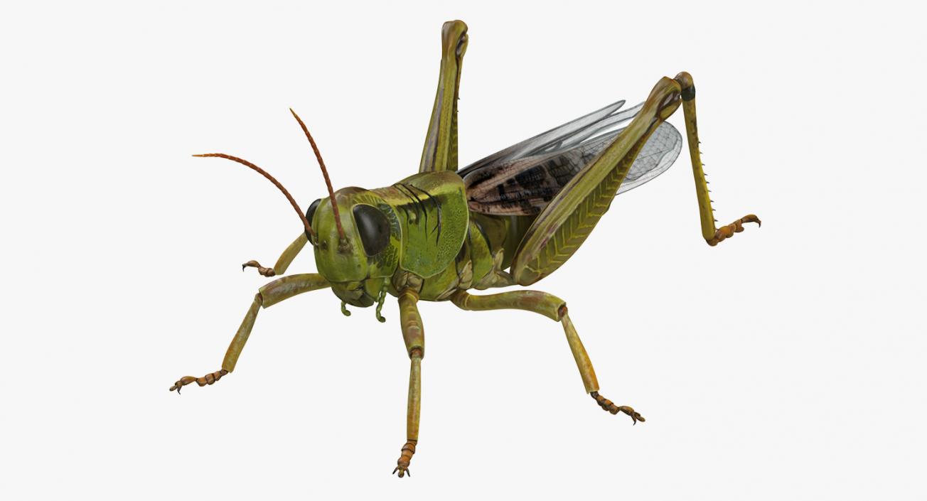 3D Grasshopper