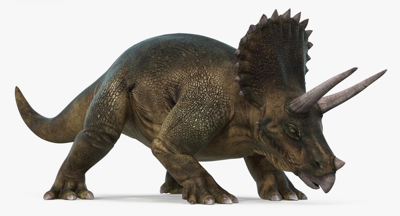 Triceratops Walking Pose 3D model