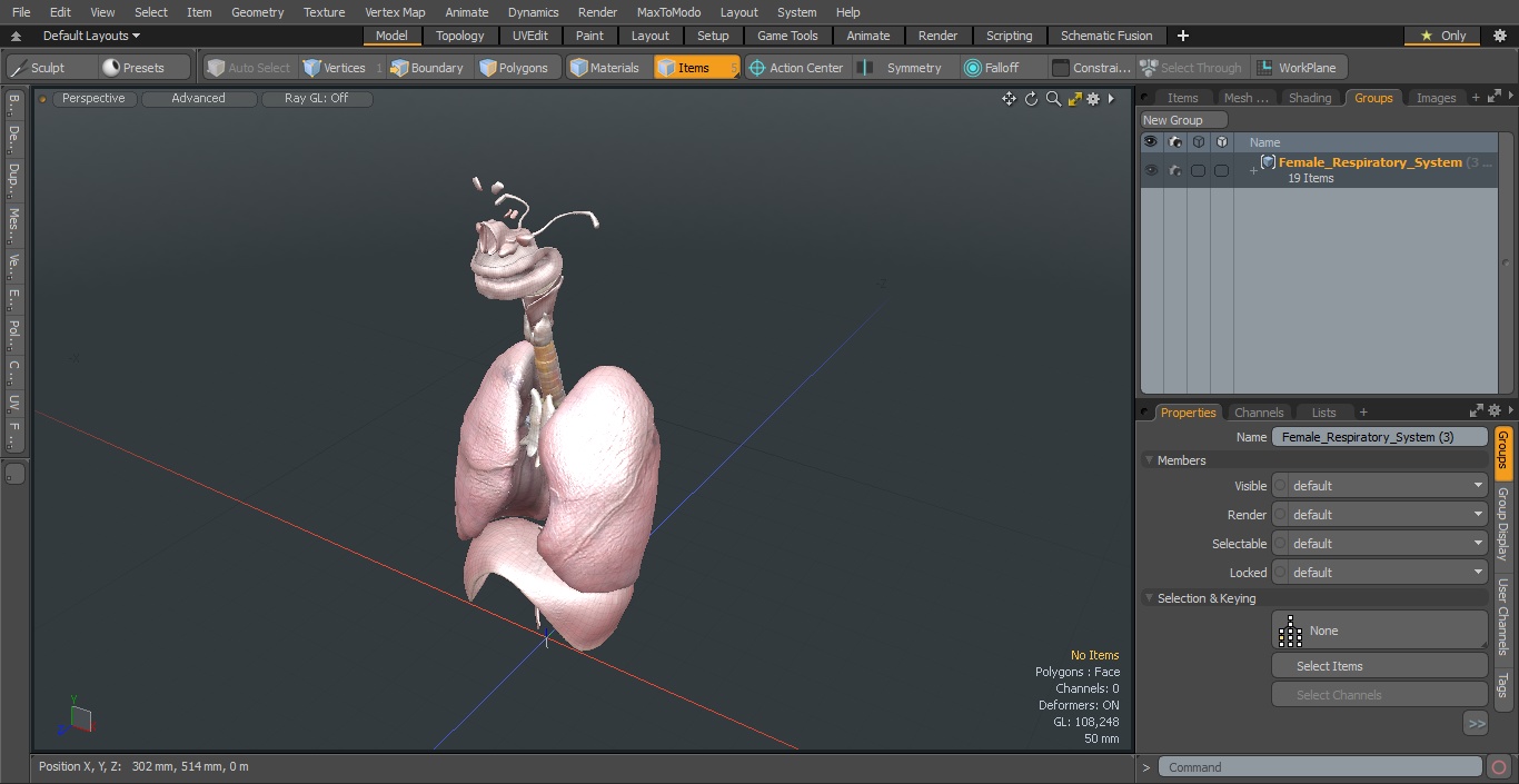 3D model Female Respiratory System