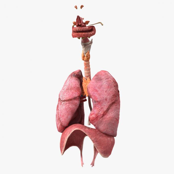 3D model Female Respiratory System