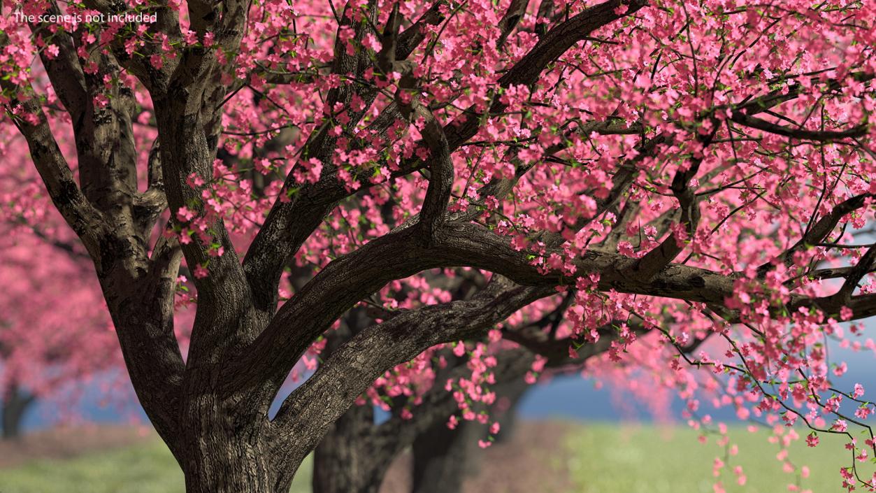 Blooming Peach Tree 3D model