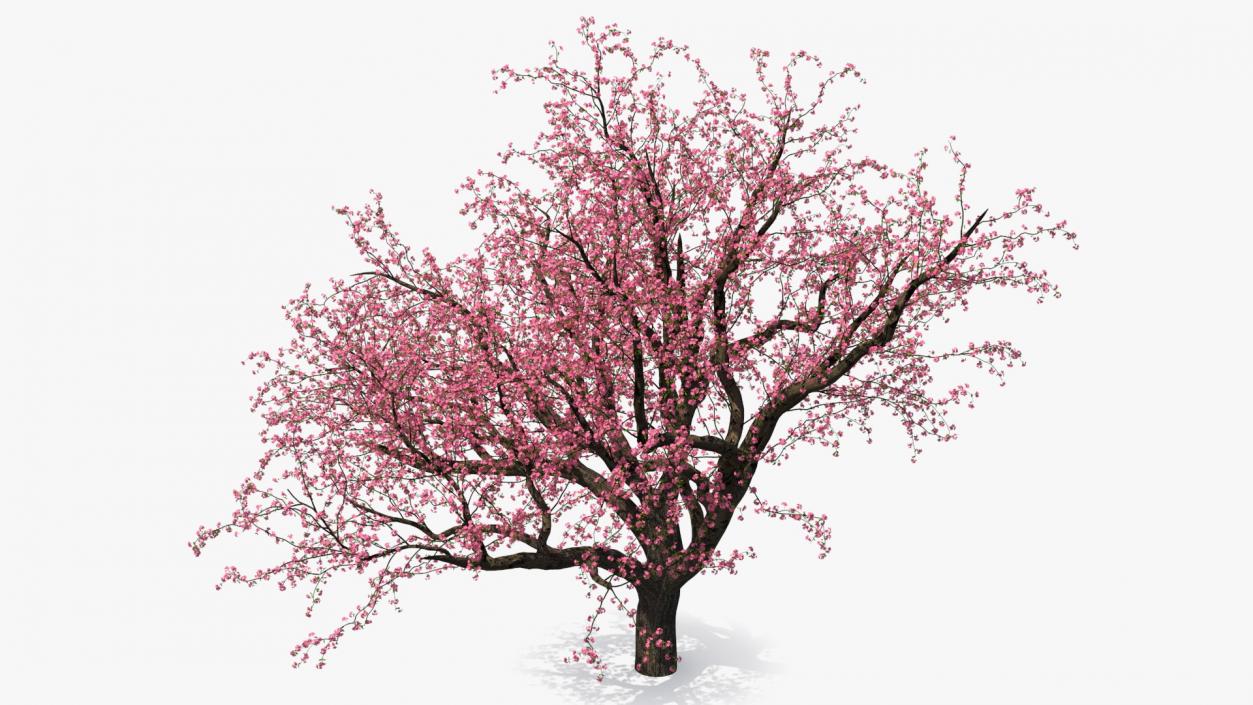 Blooming Peach Tree 3D model