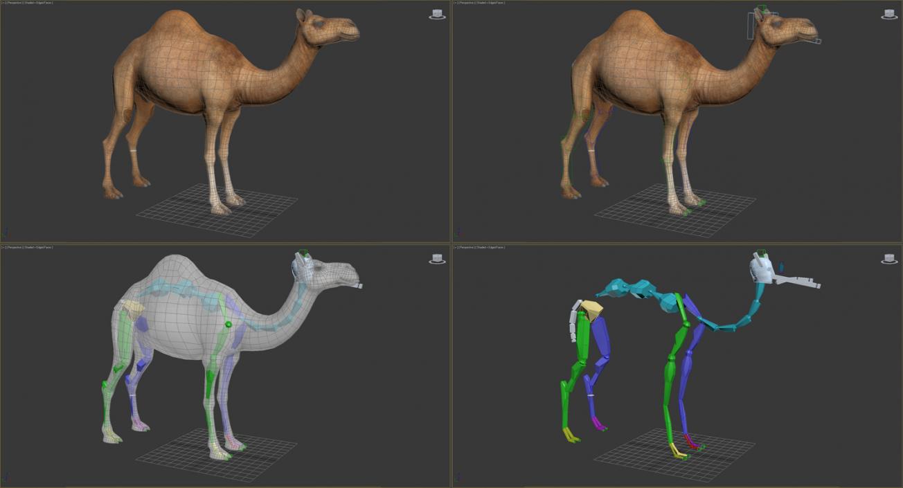 Camel Rigged 3D