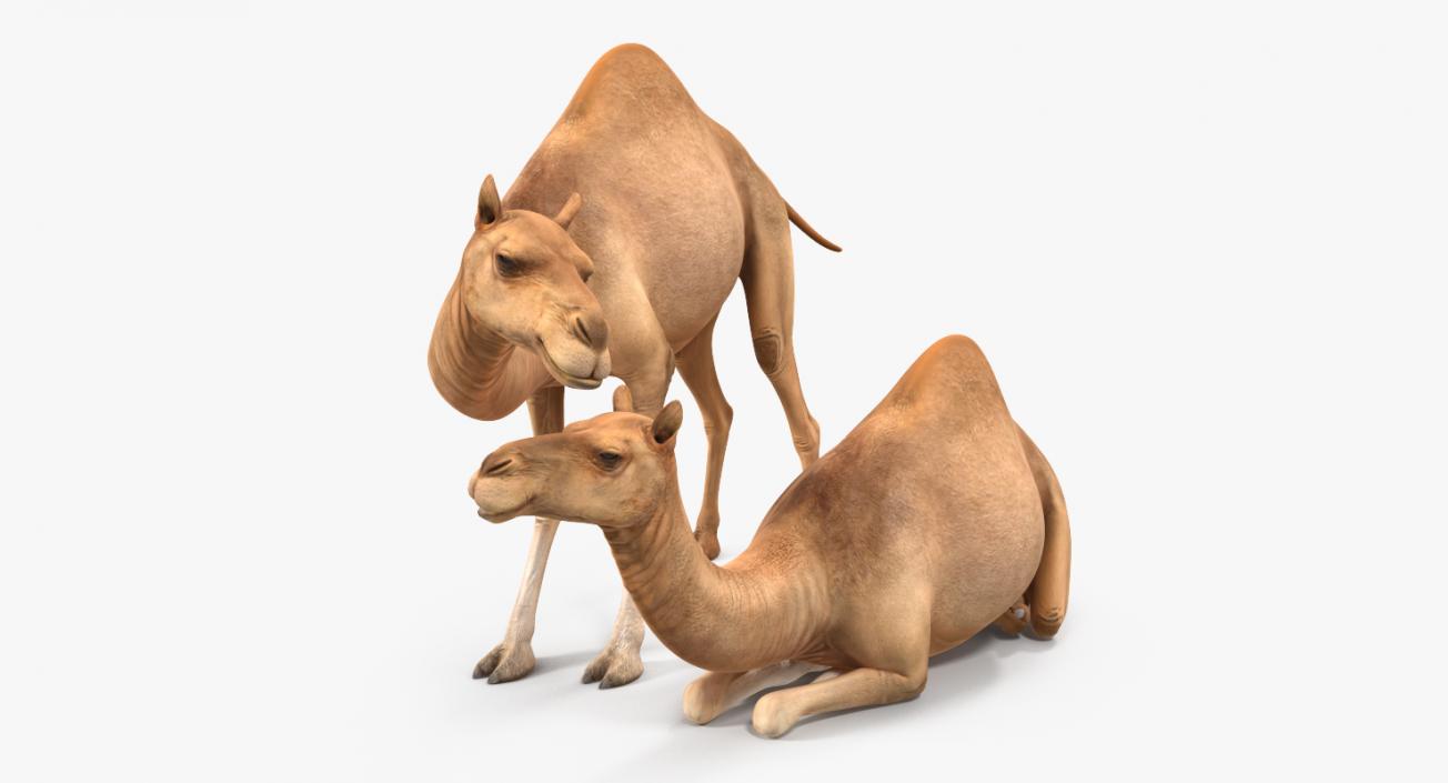 Camel Rigged 3D