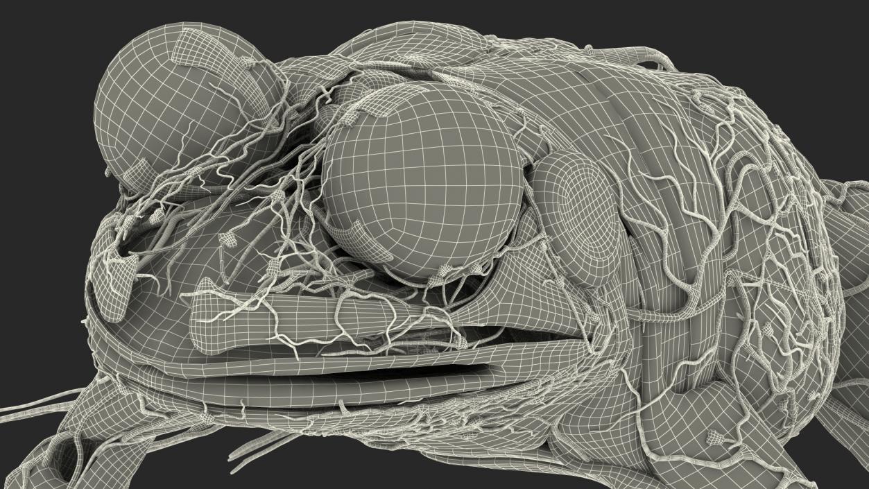 3D model Frog Muscular System