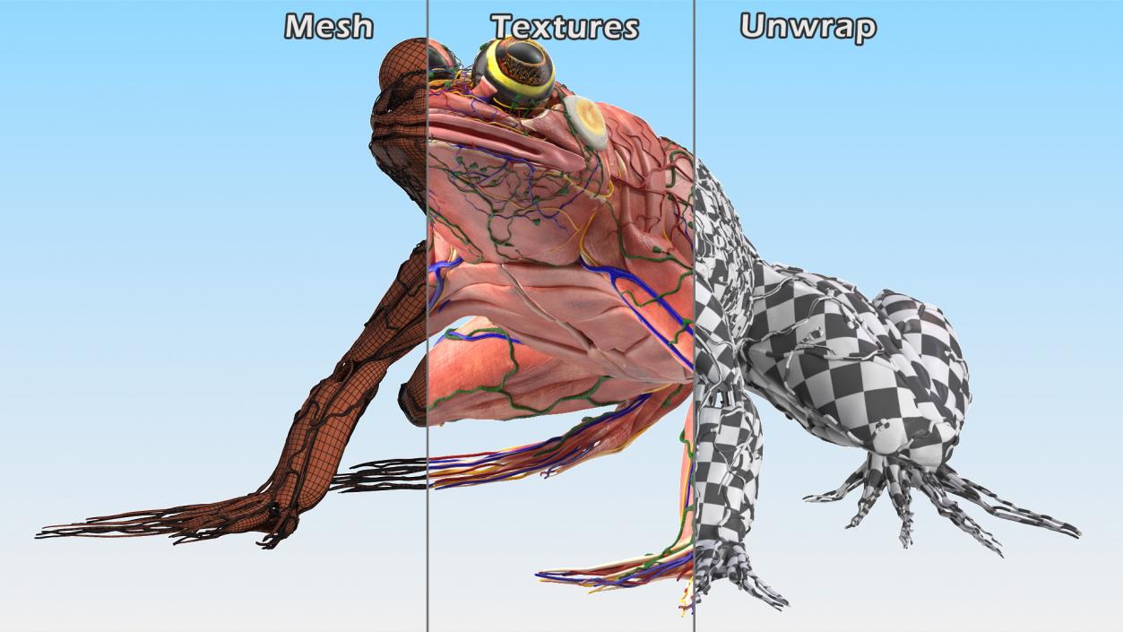 3D model Frog Muscular System