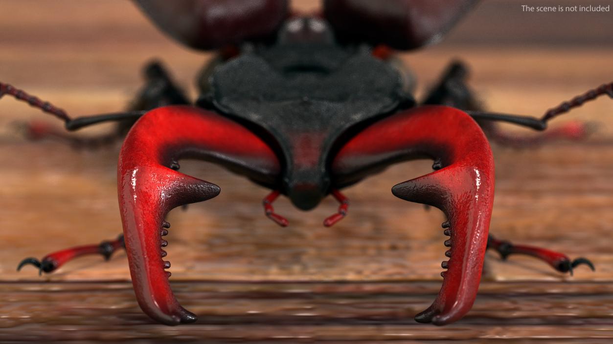 3D Lucanus Cervus Stag Beetle