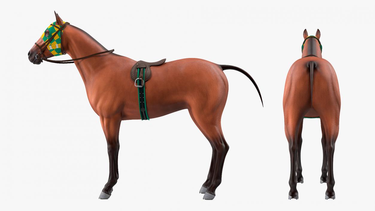 3D Bay Racehorse model