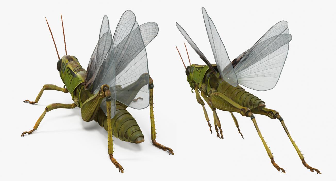 3D Grasshopper Rigged model