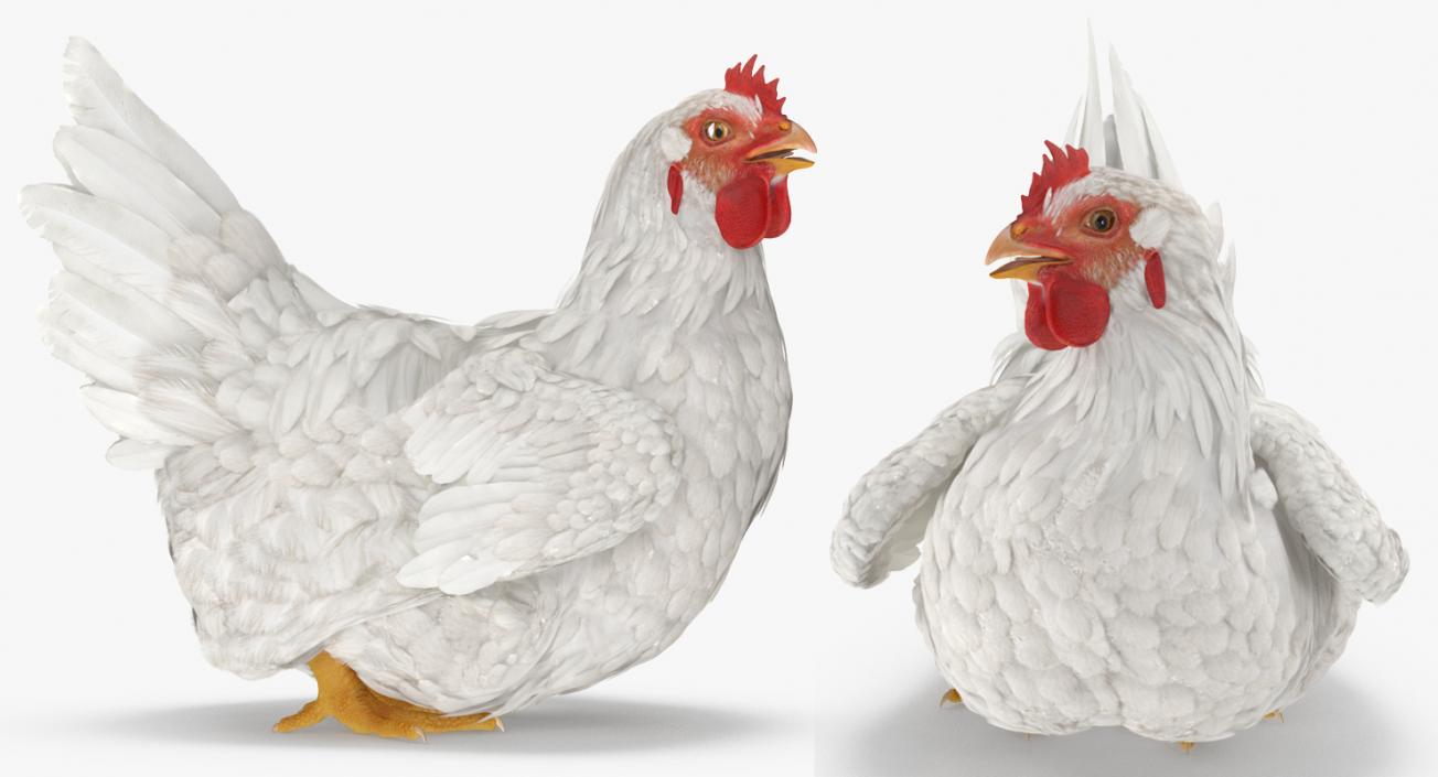 3D White Chicken Sitting Pose