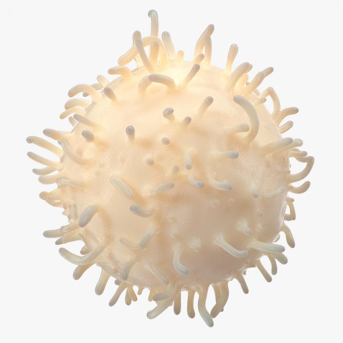 3D White Blood Cell