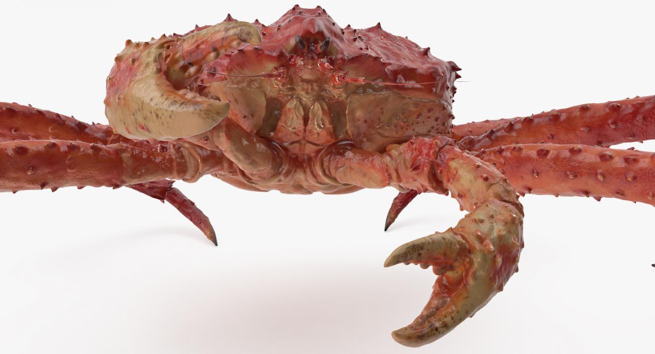 3D model Red King Crab Rigged