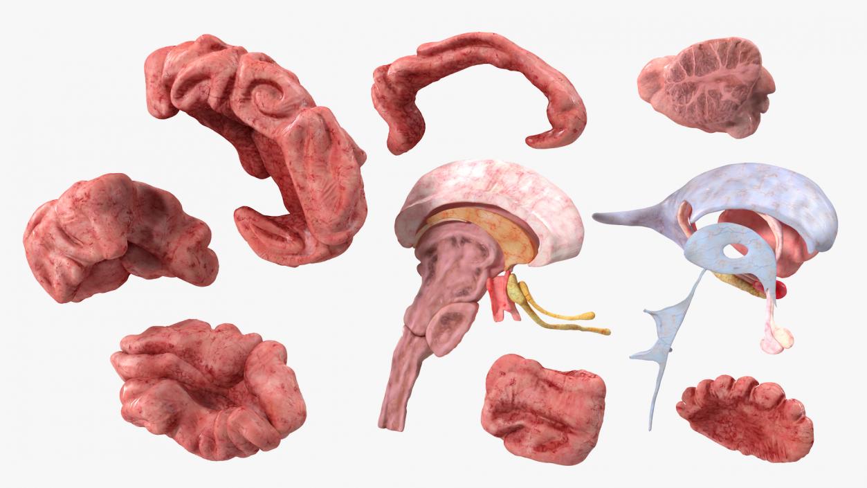 Brain Cross Section 3D model