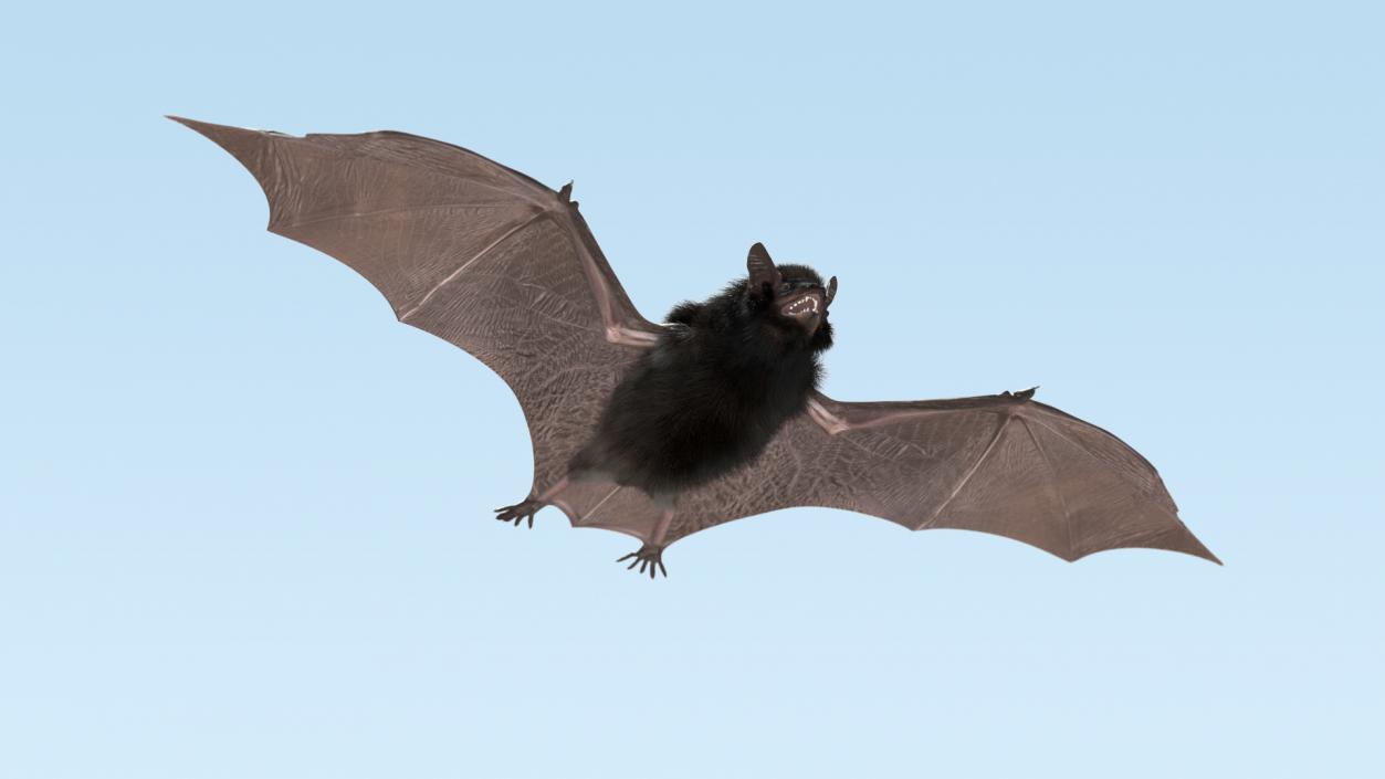 3D model Black Bat Fur Rigged