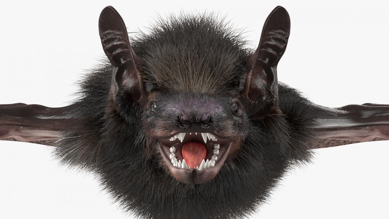 3D model Black Bat Fur Rigged