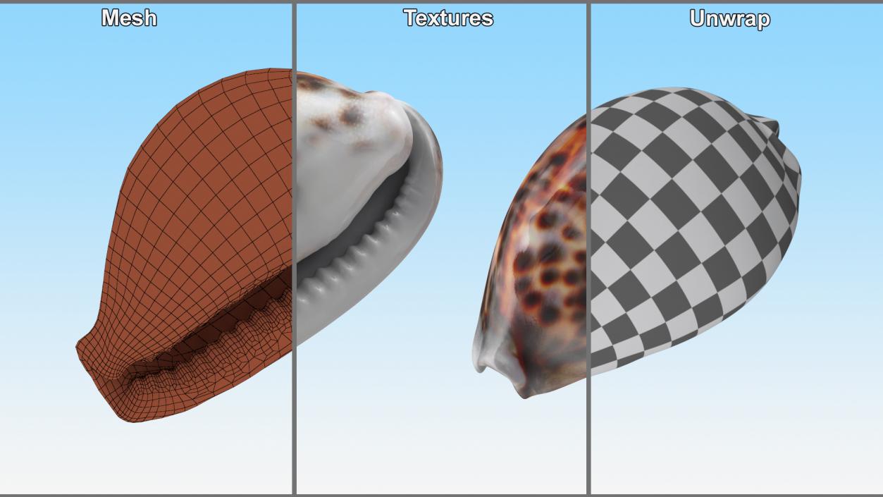 3D Tiger Cowrie Shell model