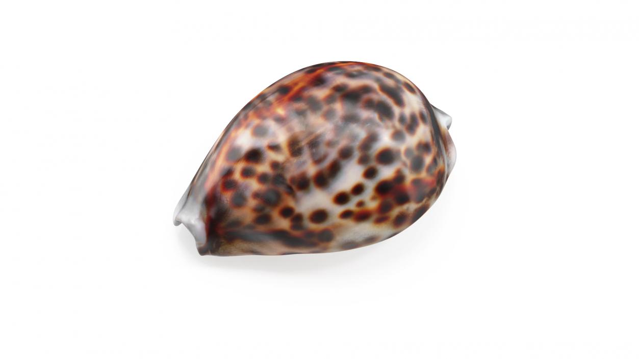 3D Tiger Cowrie Shell model