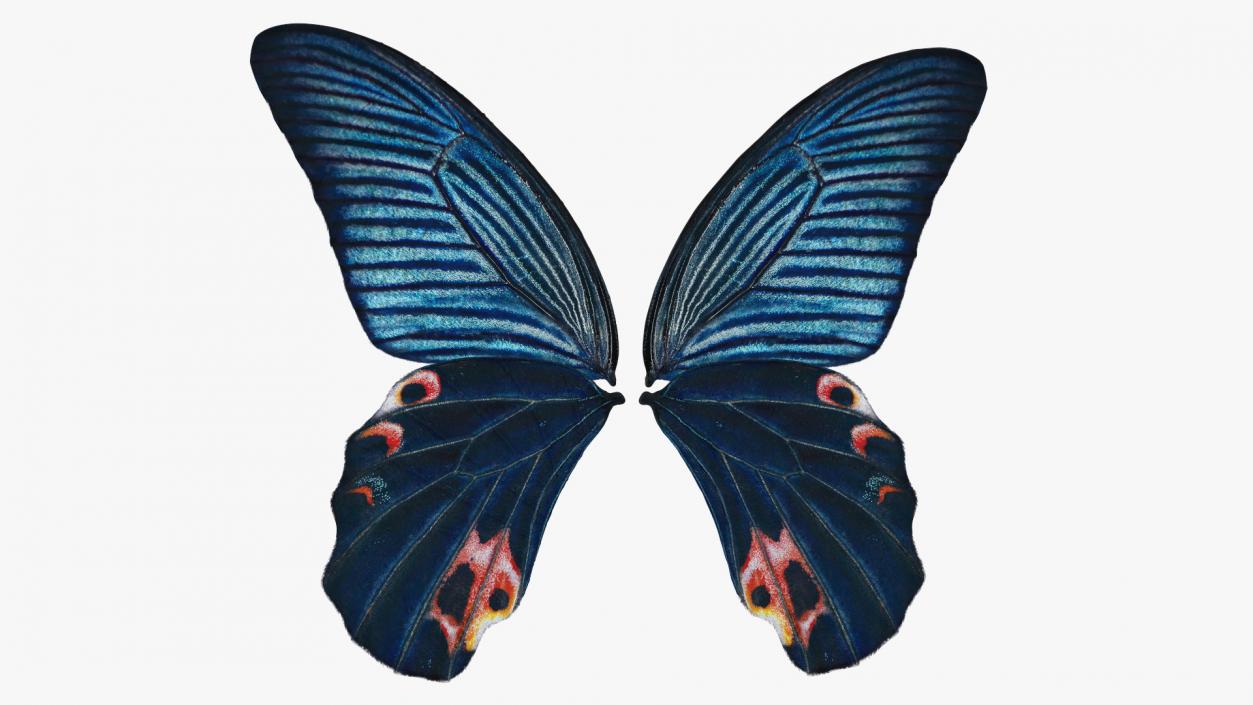 Papilio Protenor Wings Male 3D