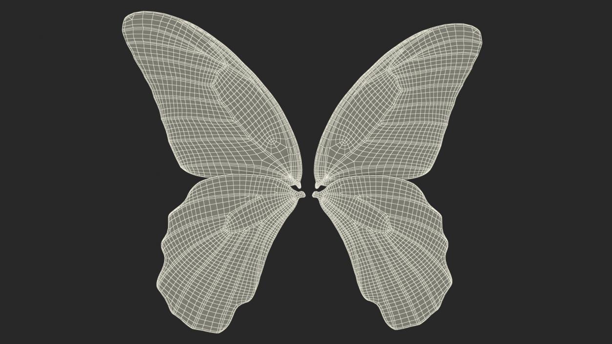 Papilio Protenor Wings Male 3D