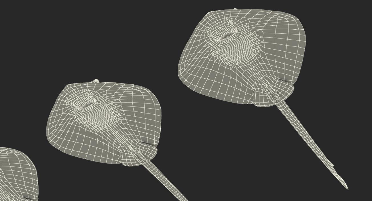 Stingray Collection 3D model