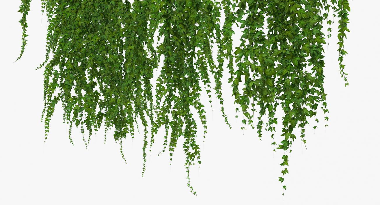 Ivy Hanging Greenery Bushes 3D