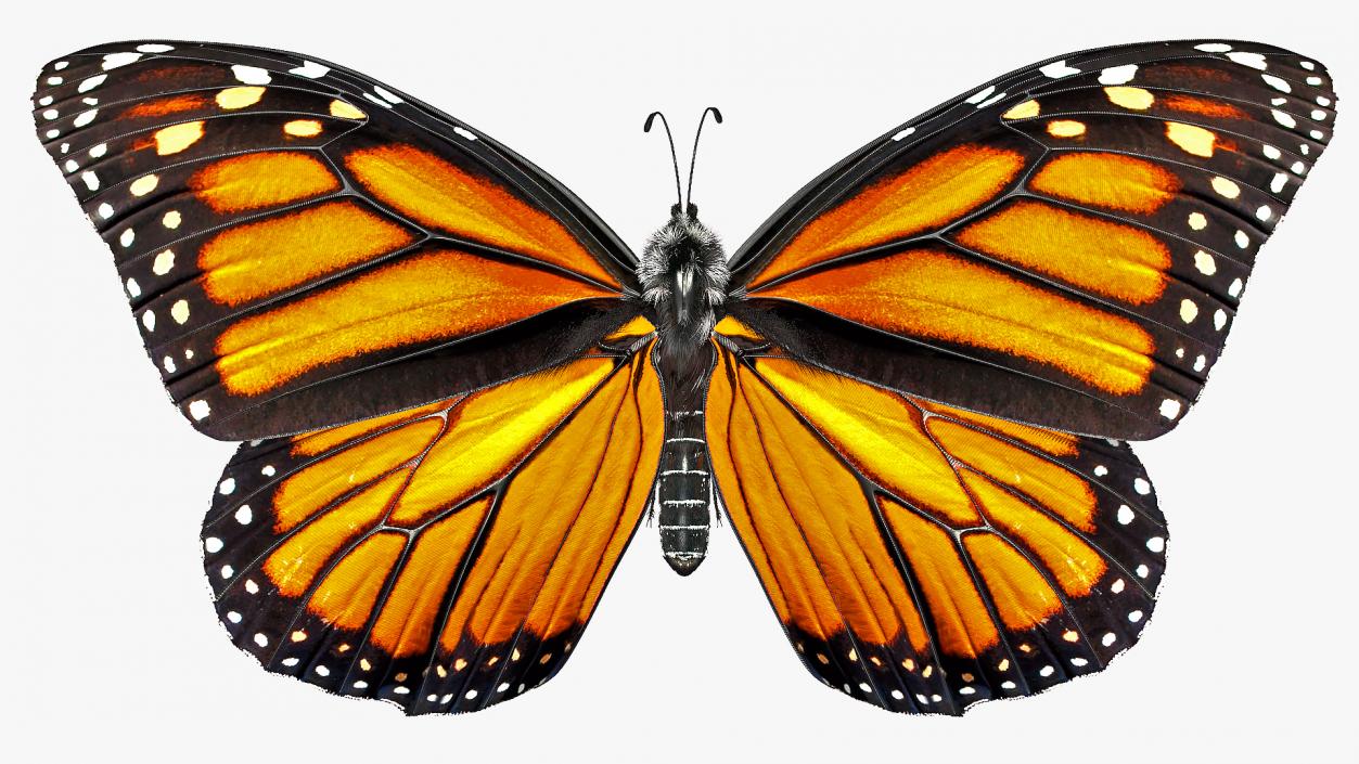 Animated Flying Monarch Butterfly Fur Rigged 3D model