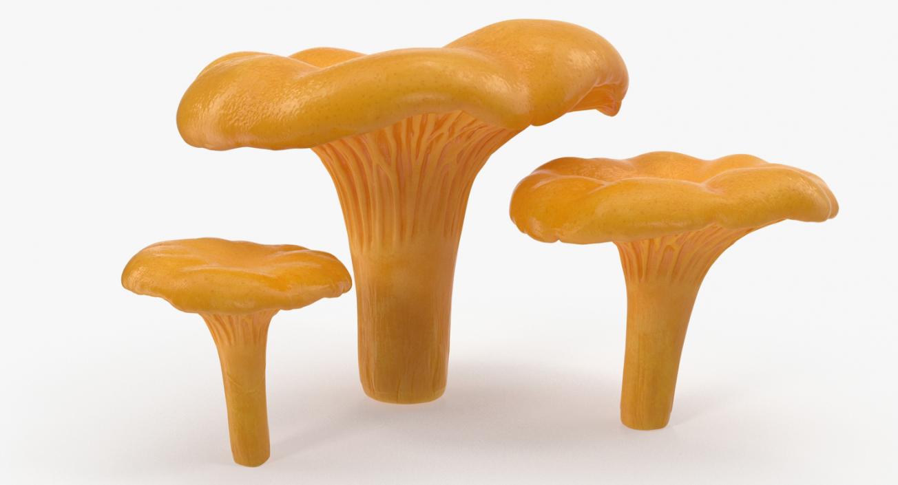3D model Chanterelle Mushrooms 3D Models Set