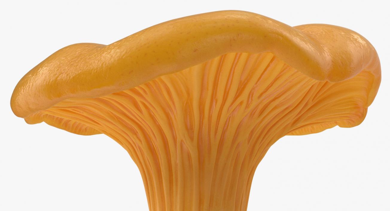 3D model Chanterelle Mushrooms 3D Models Set