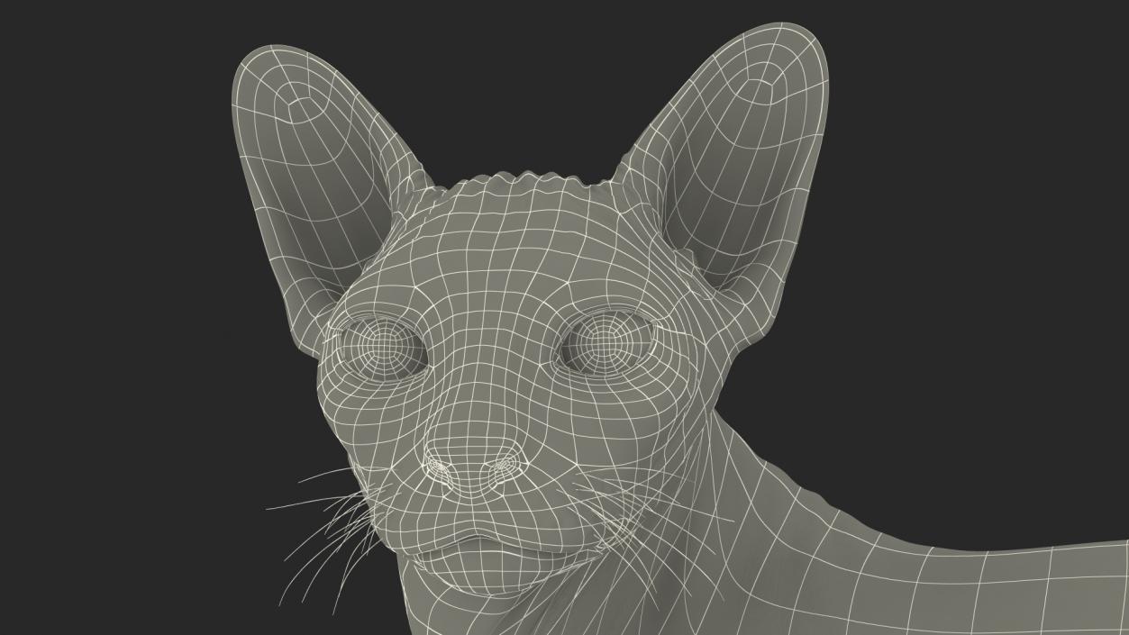 3D Sphynx Cat Black