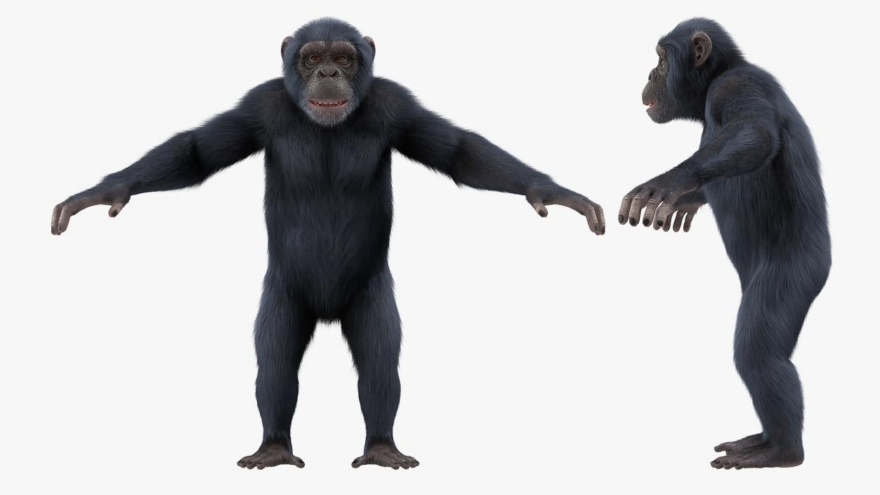 3D Chimpanzee T-Pose Dark Fur