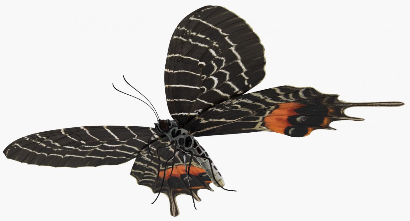 Bhutan Glory Butterfly 3D