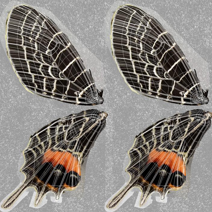 Bhutan Glory Butterfly 3D