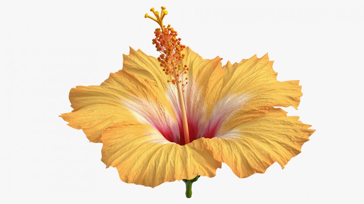 3D Blooming Hibiscus Flower Orange