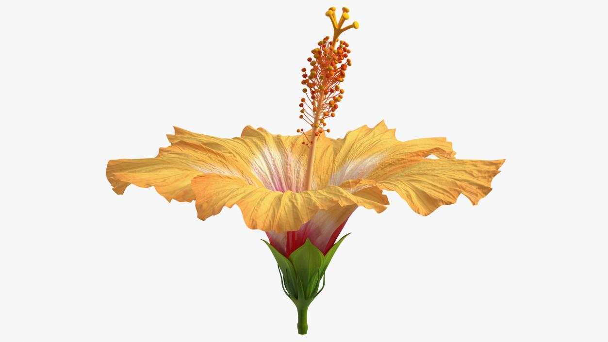 3D Blooming Hibiscus Flower Orange