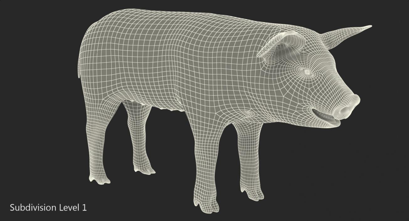 3D Pig Piglet Landrace Rigged