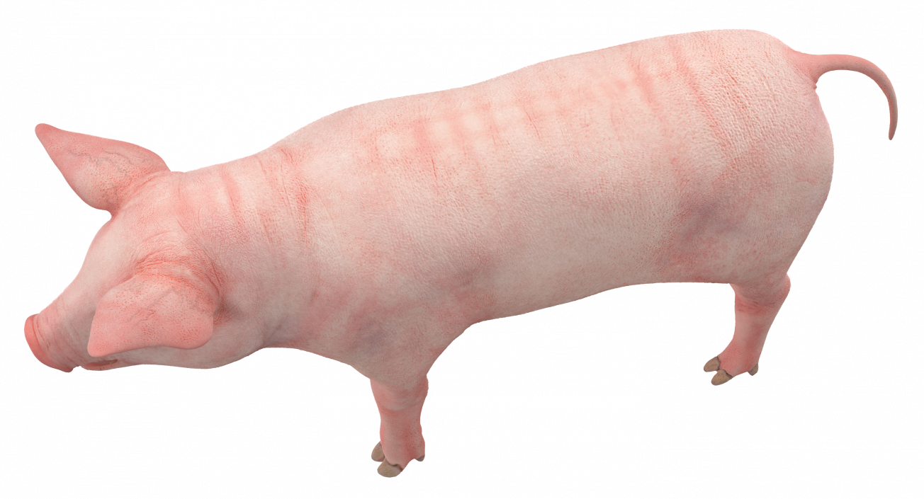 3D Pig Piglet Landrace Rigged