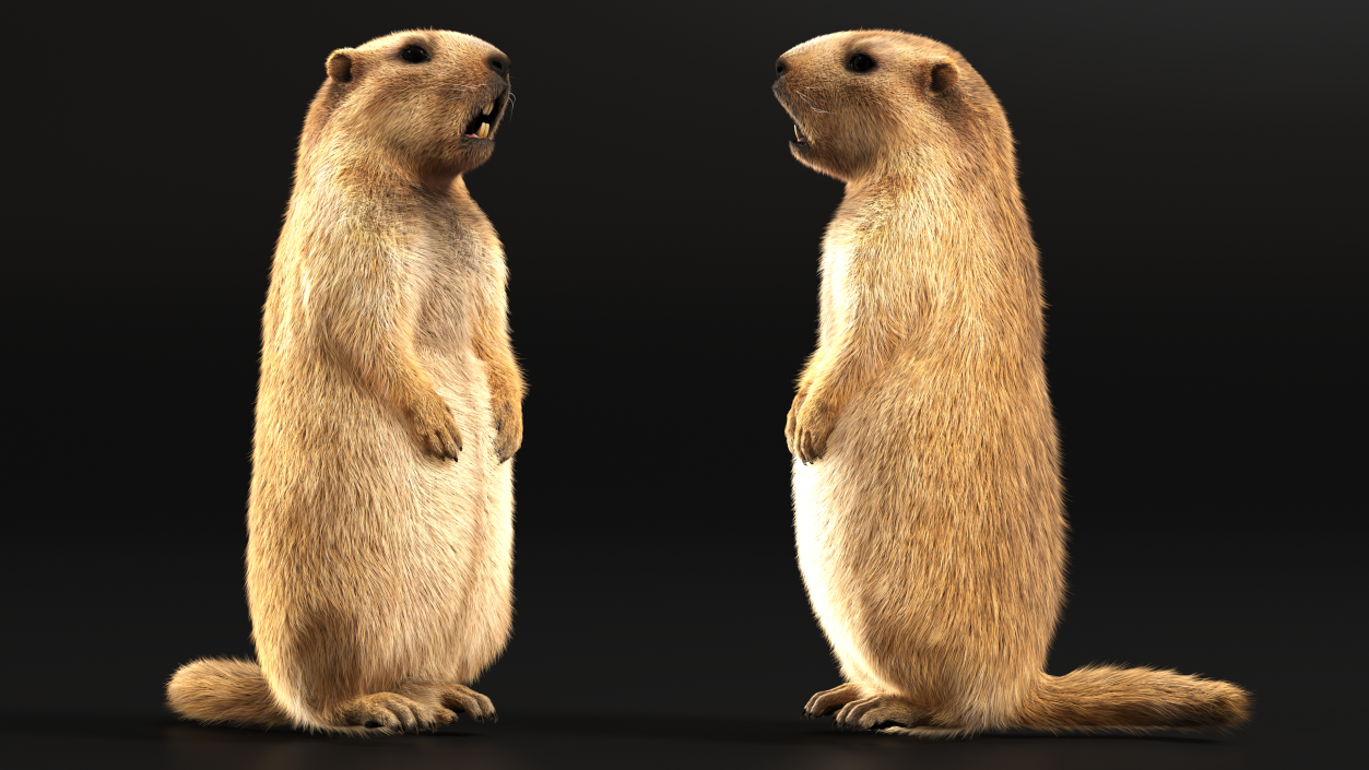 3D model Groundhog Standing on Hind Legs Fur