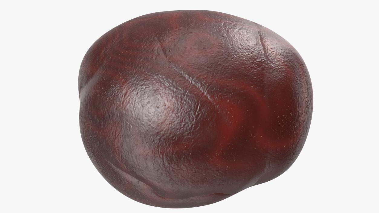 3D Chestnut Seed model