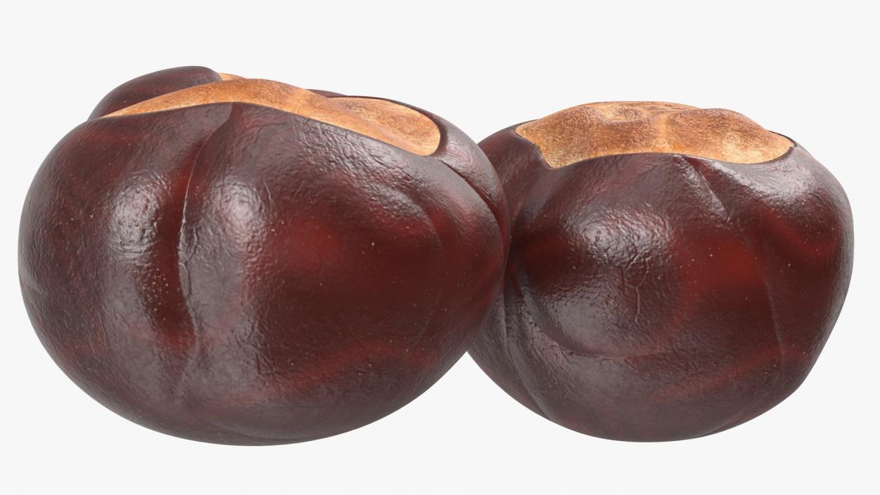 3D Chestnut Seed model