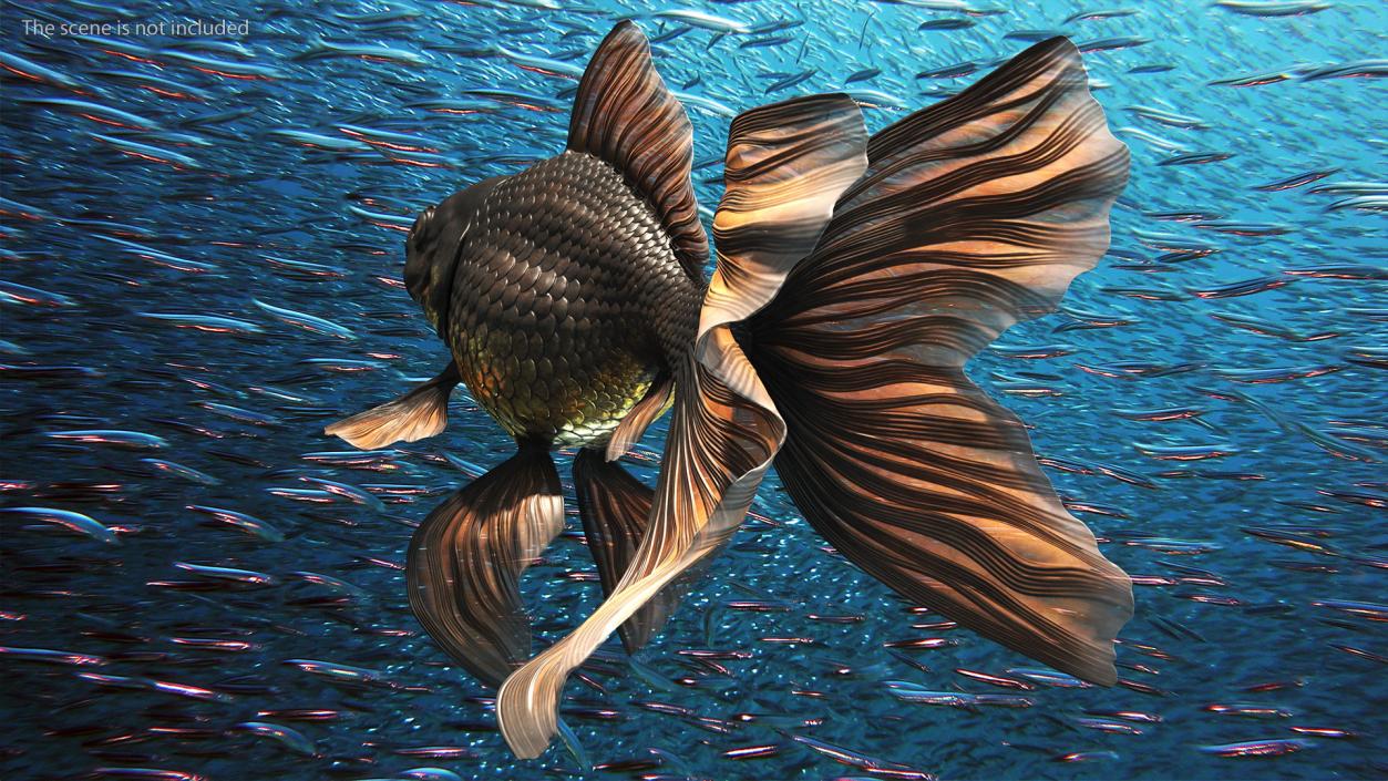 3D Black Moor Goldfish Swimming Pose model
