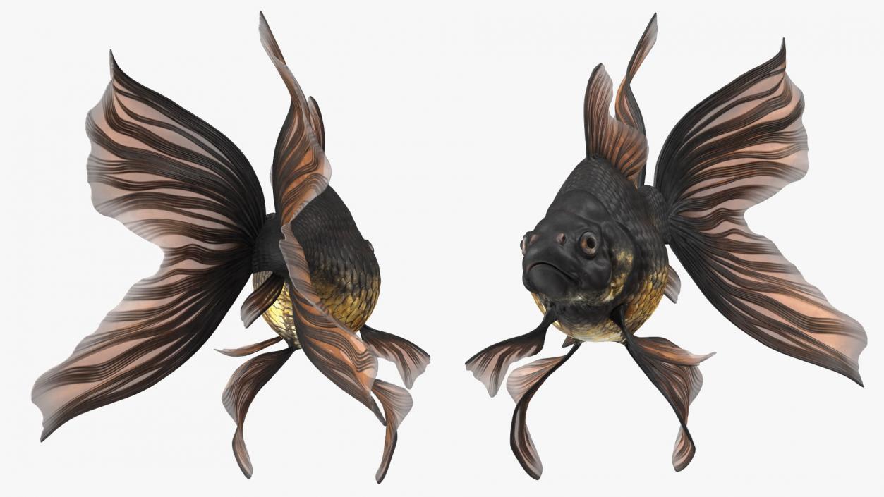 3D Black Moor Goldfish Swimming Pose model