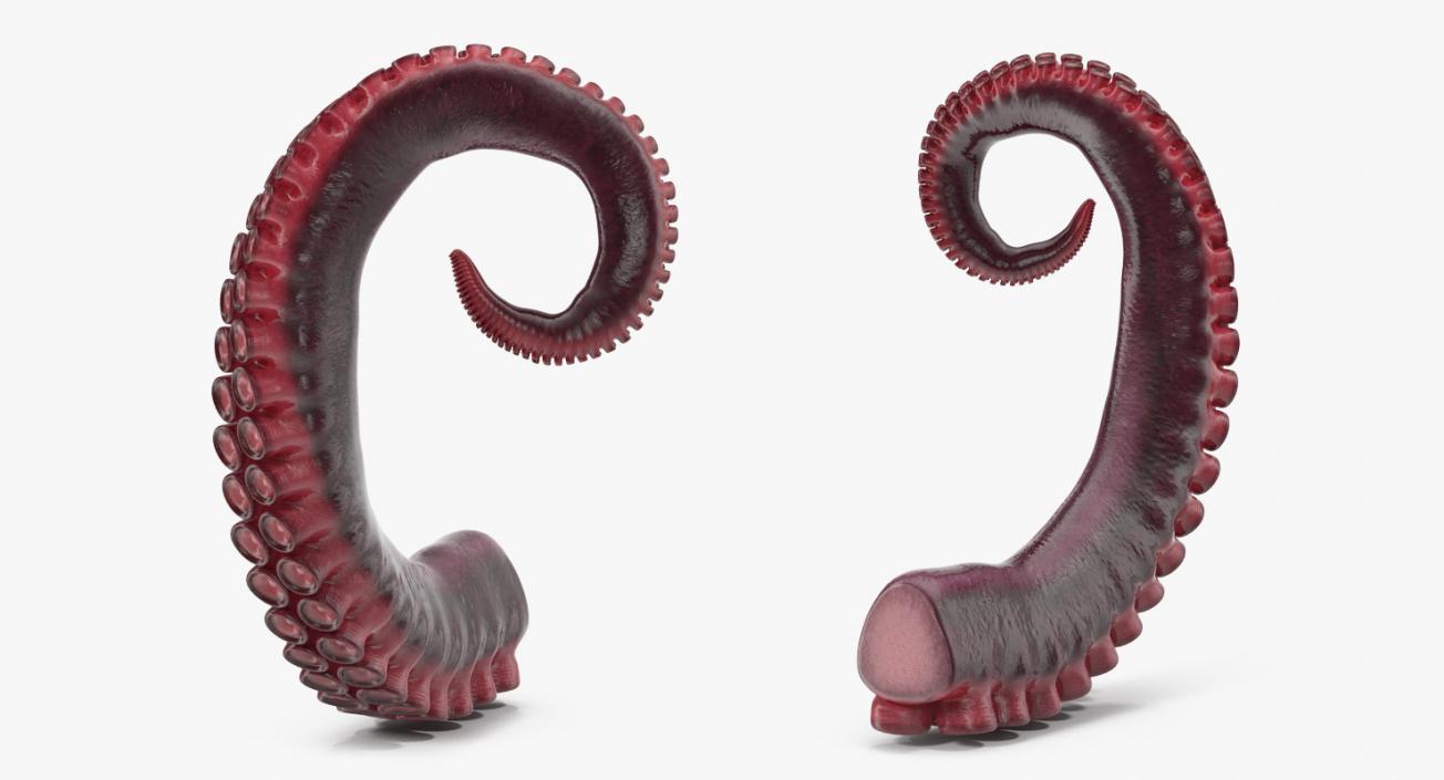 Tentacle of Octopus 3D model