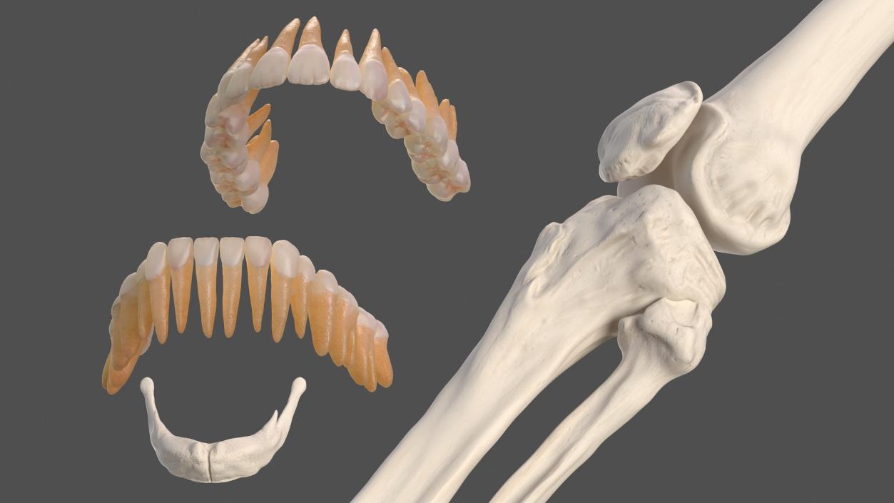 Male Skeleton and Nervous System 3D