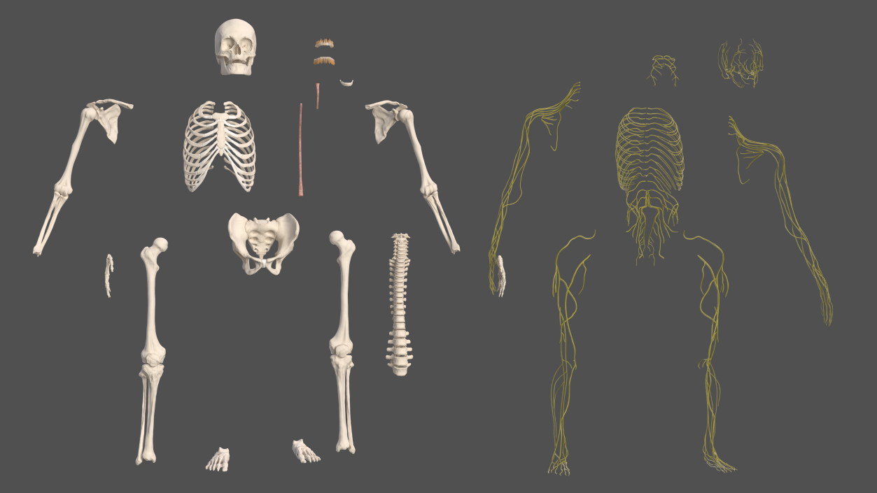 Male Skeleton and Nervous System 3D