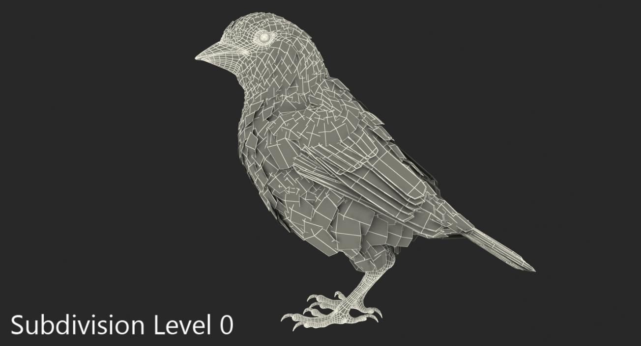 3D Sparrow Standing Pose