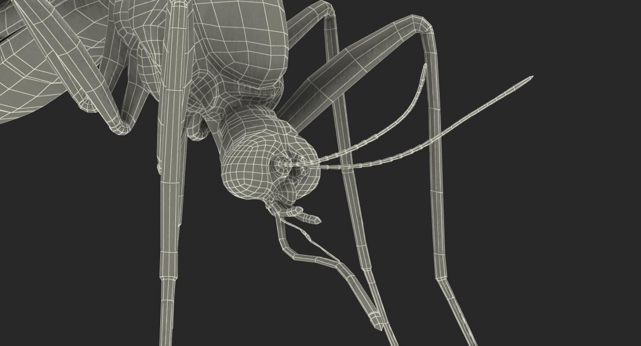3D model Mosquito