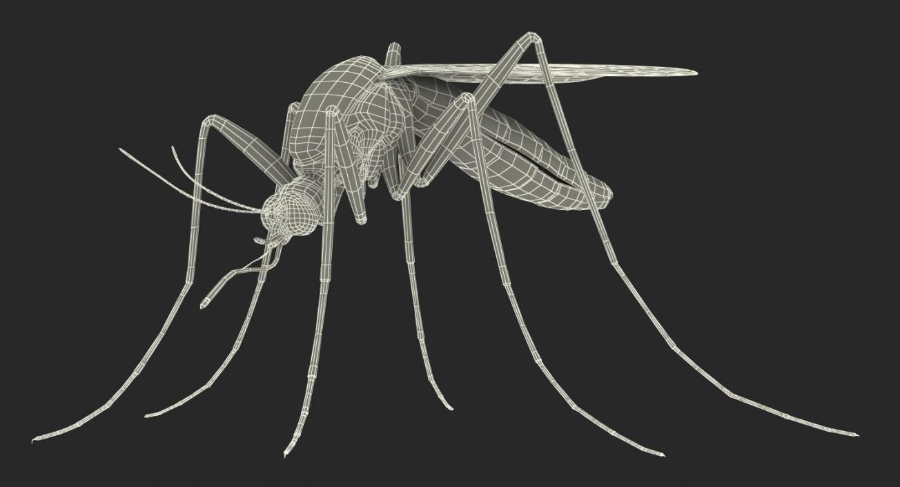 3D model Mosquito