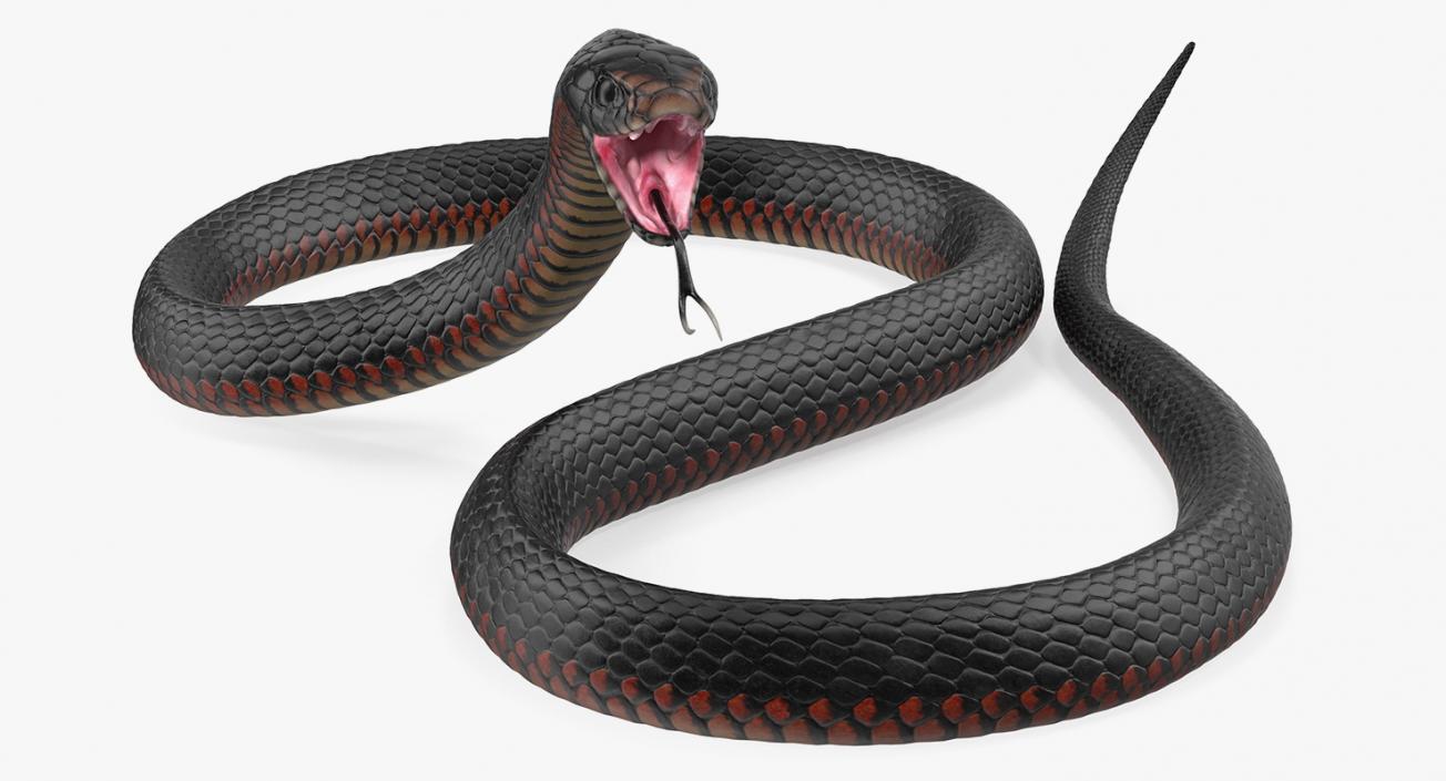 California King Snake Black 3D