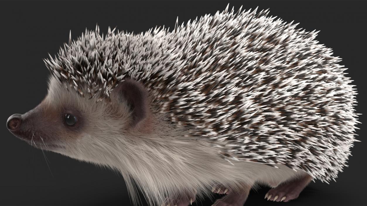 White Standing Hedgehog Fur 3D