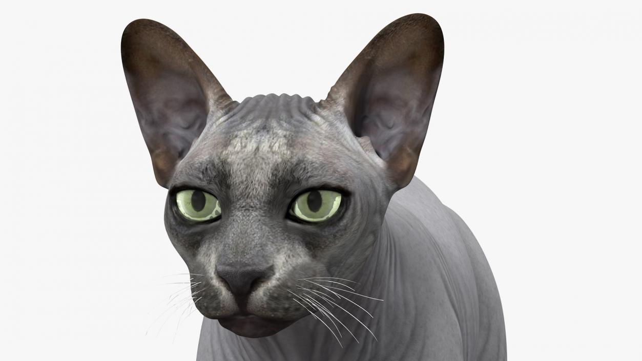 3D model Sphynx Cat Solid Color Black Rigged